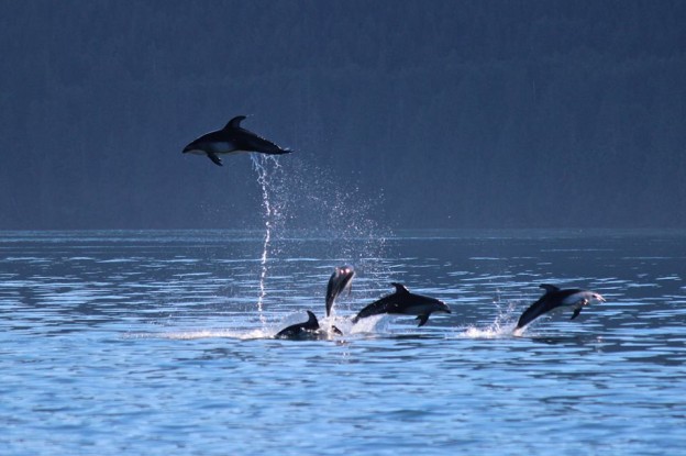 Airborne Dolphins